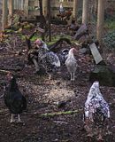  photo NewHamburghs 26April15_zpsqvm8zirq.jpg